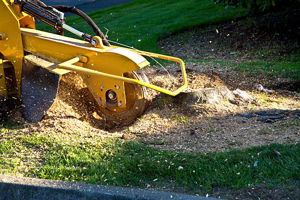 How Our Tree Care Process Works  in  Buena, NJ