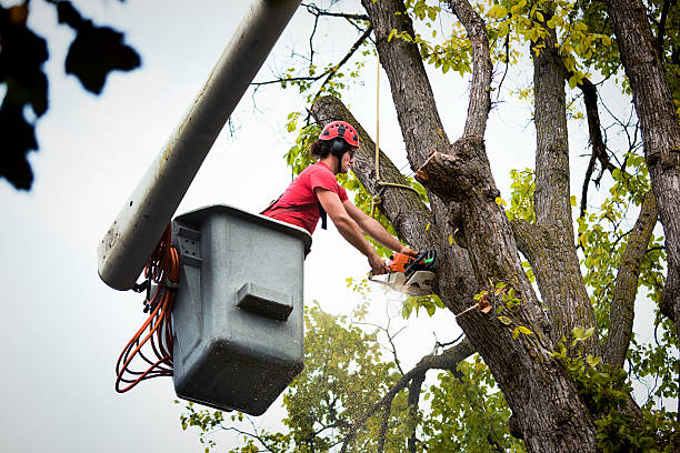 Buena, NJ Tree Care Services Company